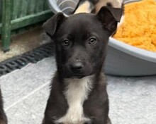 AJAK, Hund, Mischlingshund in Rumänien