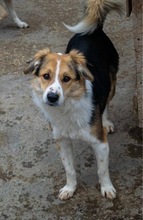 MICKY, Hund, Mischlingshund in Rumänien