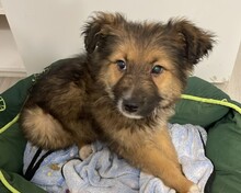 HARMONY, Hund, Mischlingshund in Rumänien