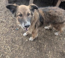 BENJI, Hund, Mischlingshund in Rumänien