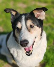 GIANGY, Hund, Mischlingshund in Italien