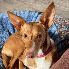 ZOEY, Hund, Podenco in Bellheim