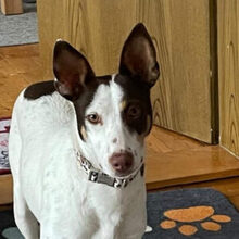 LUCY, Hund, Podenco in Bellheim