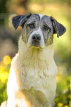 CELESTE, Hund, Herdenschutzhund-Mix in Seitingen-Oberflacht