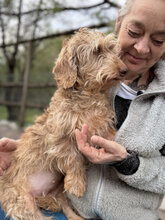 CLOVE, Hund, Rauhaardackel in Marsberg