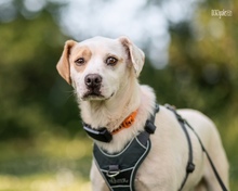 PERRIN, Hund, Mischlingshund in Rödermark