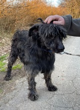 SHIFU, Hund, Mischlingshund in Ungarn