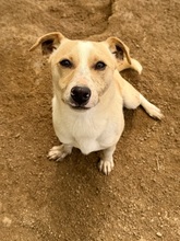 VITO, Hund, Mischlingshund in Italien