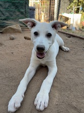 MARILU, Hund, Mischlingshund in Italien