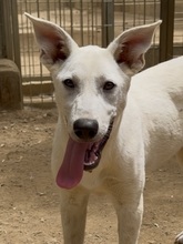 MARILU, Hund, Weißer Schweizer Schäferhund Mix in Italien
