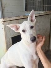 MARILU, Hund, Weißer Schweizer Sennenhund-Mix in Italien