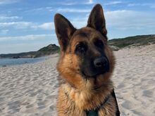 ACAB, Hund, Deutscher Schäferhund in Italien