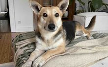 SIRI, Hund, Mischlingshund in Hamburg