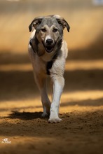 TOMMY, Hund, Mischlingshund in Kerpen