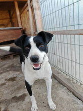 HUGO, Hund, Mischlingshund in Rumänien