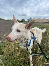 PANCHO, Hund, Podenco in Spanien