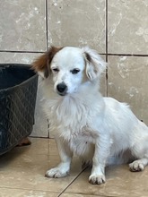 PEPE, Hund, Mischlingshund in Rumänien