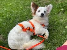 PEPE, Hund, Mischlingshund in Kirchheim