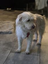 FLORA, Hund, Mischlingshund in Denkendorf