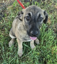 GLEE, Hund, Deutscher Schäferhund-Mix in Süderbrarup