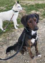 AKKI, Hund, Mischlingshund in Overath