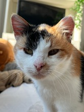 ALMA, Katze, Europäisch Kurzhaar-Mix in Hannover