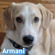 ARMANI, Hund, Mischlingshund in München