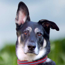 BAILEY, Hund, Deutscher Schäferhund in Lauf