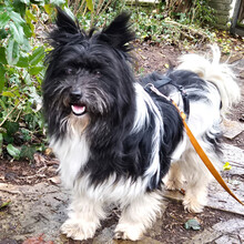 ZEDA, Hund, Mischlingshund in Lauf