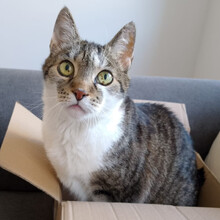 LEO, Katze, Europäisch Kurzhaar in Lauf