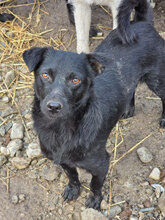 RATITO, Hund, Mischlingshund in Rumänien