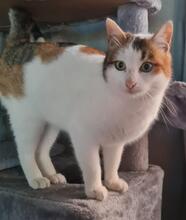 HANNI, Katze, Europäisch Kurzhaar-Mix in Gelsenkirchen