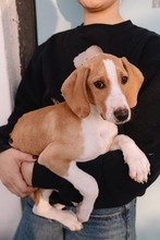 GROM, Hund, Istrijanische Bracke in Kroatien