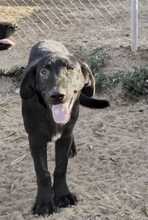 MORWENNA, Hund, Mischlingshund in Spanien
