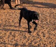 MAGNOLIA, Hund, Mischlingshund in Spanien