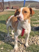 MIMI, Hund, Dackel Jack Russell Terrier Mischling in Rumänien