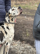 MINKA, Hund, Deutsche Dogge in Greußen