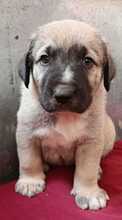 MIU, Hund, Mischlingshund in Spanien