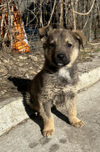 VALENTIN, Hund, Mischlingshund in Rumänien