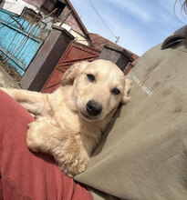 VADIAN, Hund, Mischlingshund in Rumänien