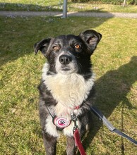 ZURI, Hund, Mischling in Norderstedt