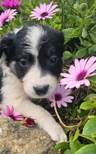 MERRY, Hund, Border Collie in Spanien