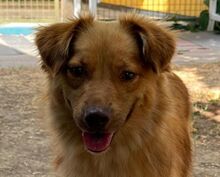 MANOLO, Hund, Mischlingshund in Rösrath