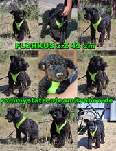 FLOHKUS, Hund, Puli-Mix in Ungarn