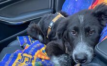 FRÄULEIN MENKE, Hund, Herdenschutzhund-Mix in Bruckmühl