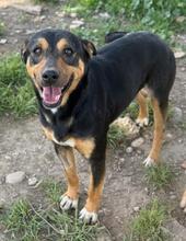 BOTI, Hund, Mischlingshund in Spanien