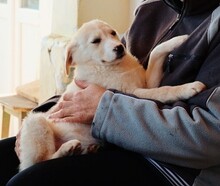 ZORA, Hund, Mischlingshund in Rumänien