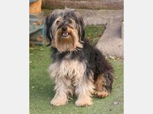 TOBY, Hund, Mischlingshund in Spanien