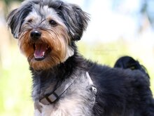 TOBY, Hund, Mischlingshund in Heilbronn