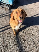 LENNON, Hund, Mischlingshund in Bulgarien